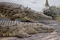 В Индонезии крокодил растерзал российского туриста