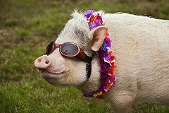 В Екатеринбурге минипиг терроризировал своих хозяев