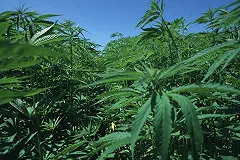 «Конопляный рай»: производитель марихуаны купил целый город в США