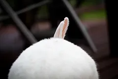 Житель Екатеринбурга, выбросивший из окна котят и кролика, пошел под суд