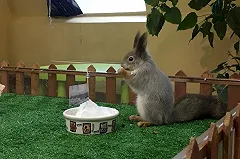 Белка предсказала Екатеринбургу позднюю весну