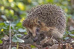 Вспоротые трупы ежиков найдены жителями Троицка