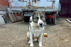 В Свердловской области установлены новые правила отлова собак