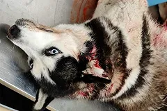 Прострелены голова, грудь и живот: волонтеры из Екатеринбурга спасают хаски с тремя пулевыми ранения