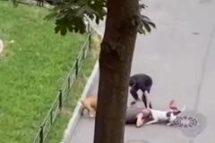 Мужчина закрыл телом свою собаку, пытаясь спасти её от двух разъяренных псов