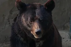 Медведь расправился с двумя свиньями и поросёнком в Ивделе