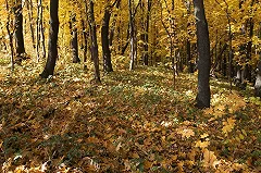 Синоптики ожидают «бабье лето» во второй половине сентября