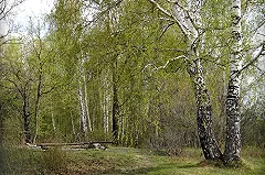 С подозрением на клещевой энцефалит в больницы попали 13 свердловчан