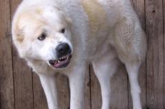 В Североуральске собака разорвала пятку девочке