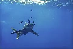 Российских туроператоров попросили предупреждать выезжающих в Египет об акулах