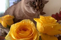 Сегодня в России отмечается День кошек