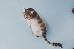 Владельцы кошек по всему миру делают из питомцев драконов (фото)