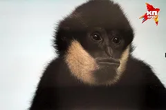 В Екатеринбургском зоопарке поселился 7-летний гиббон из цирка