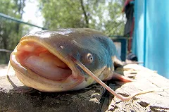 Останки офицера СС обнаружили в огромной рыбине