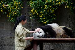 Эдинбургский зоопарк показал видео с упавшей с «кровати» пандой