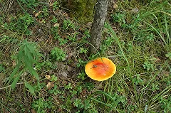 При прокладе трамвайной линии в Верхнюю Пышму пострадает лесопарк