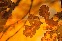 Экологически чистые батареи можно сделать из листьев