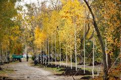 Власти Екатеринбурга согласовали строительство у парка 50-летия ВЛКСМ