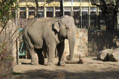 В Таиланде сделано первое селфи слона