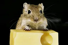 The Guardian рассказала о сырном ренессансе в России после продэмбарго