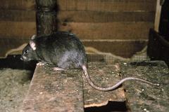 У подозреваемой в отравлении сына крысиным ядом ранее скончались трое детей