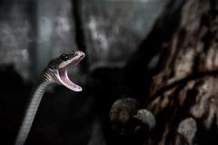 В Турции двухлетняя девочка загрызла змею