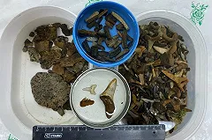 «Здесь было море». Ученые из Екатеринбурга обнаружили на Урале уникальные остатки древних рептилий