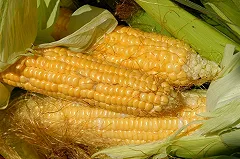 Дворкович: Россия отказалась от применения ГМО при производстве продовольствия