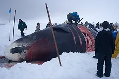 В Хабаровском крае в устье реки застрял 13-метровый гренландский кит