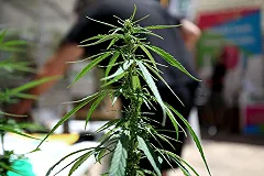 Американским школьникам разрешили марихуану