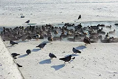 Четверо рыбаков эвакуированы с отколовшейся на водохранилище на Урале