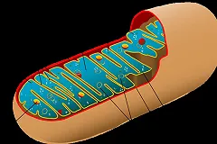 Кислородное голодание продлило жизнь митохондрий