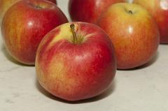 Эксперт: РФ в этом году снизит производство яблок на 30−37%