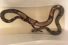 Удава в коробке выбросили на помойку в Екатеринбурге. «Обморожено 100% кожи»