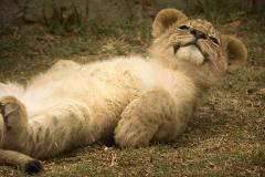 Екатеринбуржцам предлагают фотосессию со львицей: «Кусается, но несильно»