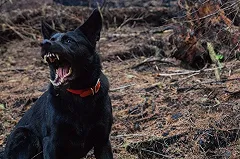 В Екатеринбурге ввели карантин по бешенству