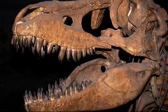 Скелет динозавра выставлен на торги в Великобритании