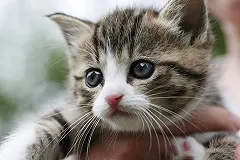 В Екатеринбурге врачи ветклиники спасли котёнка с передозировкой наркотиками