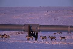 Россия предложила Индии доступ к добыче нефти в Арктике