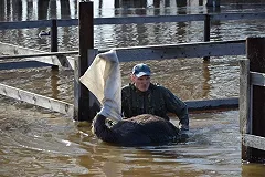 Спасатели эвакуировали в Ирбите из зоны затопления страусиную ферму