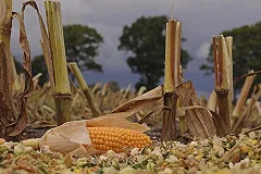 Мигранты, напавшие на водителя и его бабушку под Миассом, оказались охранниками