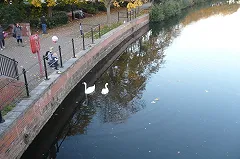 Южноуральцев просят не спасать бьющихся об лед лебедей. «Улетят, когда захотят»