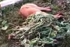 В Березовском мужчина топором изрубил пса, подравшегося с его собакой