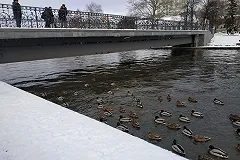 Сотрудник Ботанического сада: «Без помощи людей утки зимой не выживут»