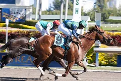 В Италии выброшенного из седла жокея лягнула лошадь и переехала скорая