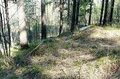 В Екатеринбурге от клещевого энцефалита умерла женщина