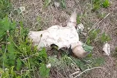 Жители коттеджного посёлка под Екатеринбургом обнаружили массовое захоронение животных