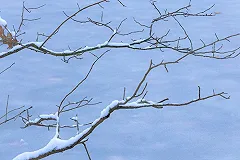 Московская пенсионерка оставила мошенников без добычи с помощью ветки