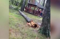 В Свердловской области девушка впала в кому после того, как на неё упало дерево