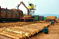 Пресечен канал контрабанды леса в Китай